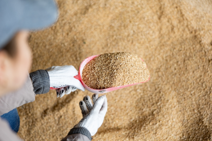 Grain Based Cattle feed