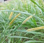 Napier grass