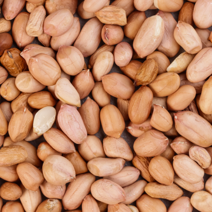 Groundnut Supplier Exporter in China