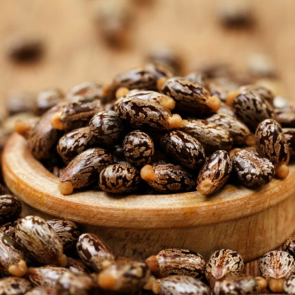 Castor seeds