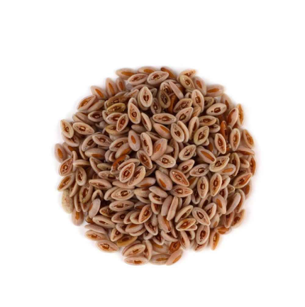 Psyllium seeds